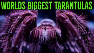 Top 10 LARGEST Tarantulas  Worlds BIGGEST Spiders  GIANT Tarantula [upl. by Hploda]