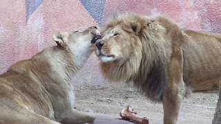 Lion Hurbert roars and kalisa ライオン フバート壁にむかって咆哮ｗとカリサちゃん ロスアンジェルス動物園 [upl. by Spear]