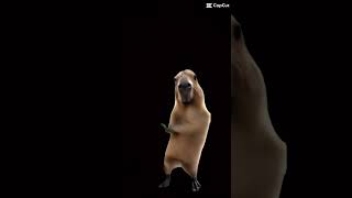 dancing meme capybara [upl. by Winne]