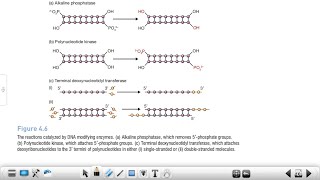 Alkaline Phosphatase  Polynucleotide Kinase  Reverse Transcriptase Terminal Transferase BET JRF✅ [upl. by Leroi808]