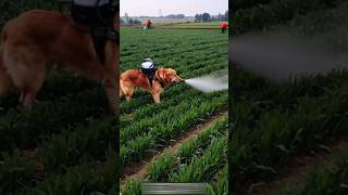 Amazing dog spray in fields 😱😱😱youtubeshorts shortsviral dog [upl. by Eejan]