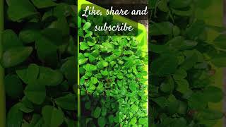 Fenugreek plant growing well ☘️☘️☘️garden shortsfeed relaxing plants [upl. by Bonis]