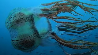 GoPro Worlds First Footage of Chirodectes Maculatus Jellyfish🪼 [upl. by Alatea]