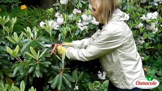 Rhododendron Pruning and Weevil Resistant Yaks [upl. by Hathaway]