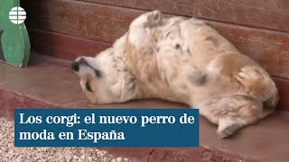 Corgi es la raza de perro del momento tras ponerlo de moda la reina de Inglaterra [upl. by Leachim775]