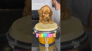 Pupdate Where are they now goldendoodle puppies doodlepuppy [upl. by Seed823]