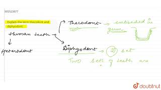 Explain the term thecodont and diphyodont  CLASS 11  DIGESTION AND ABSORPTION  BIOLOGY  Dou [upl. by Reklaw]