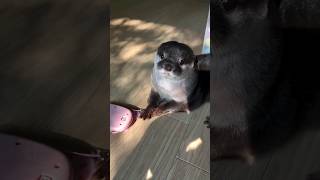 Beautiful Otter Chura got mobile toy😍🦦🥰Cute Otter ytviral otternoise ytshorts playing [upl. by Nestor500]