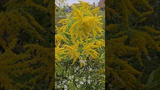 Solidago canadensis flowers  solidago gigantea shorts natureflowers [upl. by Ern]