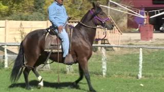 Cochiti Paso Peruano gelding Peruvian Paso [upl. by Latterll195]