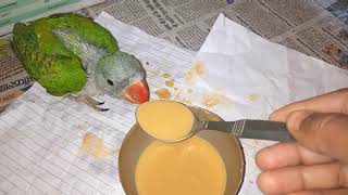 Parrot 1 to 15 day Feathers wings Growingparrot grothparrot care [upl. by Marieann]