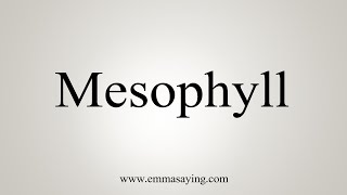 How To Say Mesophyll [upl. by Breeze843]