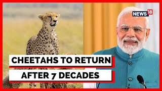 Cheetah In India  Eight Cheetahs To Be Released By PM Modi In Kuno National Park  English News [upl. by Rior]