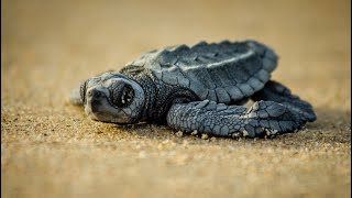 Baby Turtle Nesting Arribada in Costa Rica [upl. by Francois269]