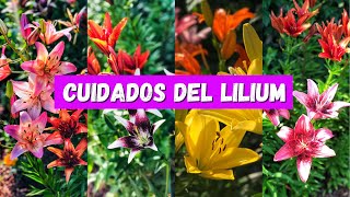 Cómo cuidar los LILIUM también conocidos como LILIES AZUCENAS LIRIOS LILIO [upl. by Skipper]