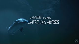 Mammifères Marins  les maîtres des abysses [upl. by Adim267]