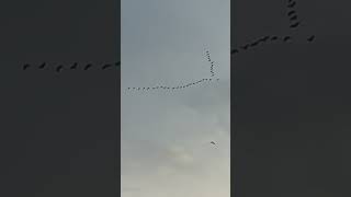 Pink Footed Goose Flock Flying In A V In Slow Mo birds avian nature [upl. by Fitts]