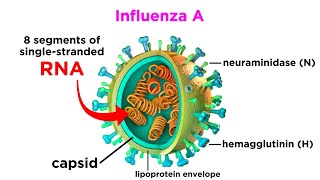 Influenza The Flu [upl. by Bridie801]