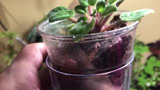 HowTo  Transferring African Violets To SemiHydro [upl. by Anilef821]