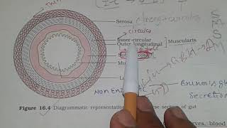 DIGESTIVE GLANDS TRANSVERSE SECTION OF GUT For NEET [upl. by Neerual]