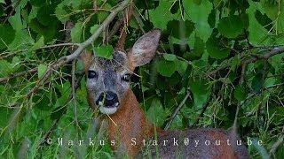 Beautiful Roe Buck at dawn [upl. by Zampino]