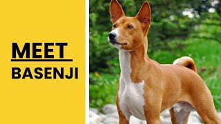 All About Basenji Dog Breed  AKC Approved [upl. by Jahdai859]