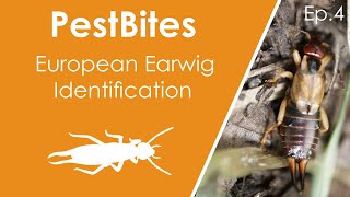 European earwig identification and life cycle  PestBites by Cesar [upl. by Dena]