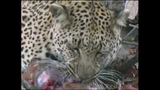 Leopard Impala  eaten whole [upl. by Otrebire]