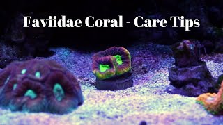 Favites Coral Care Tips [upl. by Essiralc]