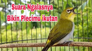 Pleci Gacor Buka Paruh  Terapi Pleci Ngalas [upl. by Wildon]