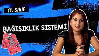 22 BAĞIŞIKLIK SİSTEMİ  11 SINIF  AYT BİYOLOJİ DERS NOTLARI 2024 [upl. by Akire]