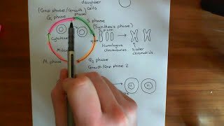 The Retinoblastoma Protein and Hereditary Retinoblastoma Part 1 [upl. by Ellened]