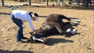 11YearOld Sobs Over Her Horses Death After 50 Were Poisoned at Farm [upl. by Gaskins]