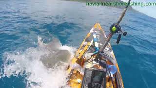 OFFICIAL VIDEO Tiger shark attacks kayak fisherman off Oahu [upl. by Thunell334]