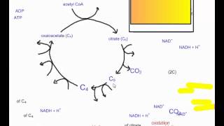 Cellular Respiration Part 4 The Krebs Cycle IB Biology [upl. by Ylac567]