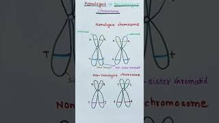 Homologous vs non homologous chromosome  quick learn biology [upl. by Anilra477]