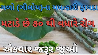 ગળોગીલોય ના ફાયદા  Galo na fayda  Giloy na fayda  Giloy ke fayde Benefits of Giloy [upl. by De Witt]