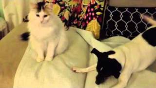 Rat Terrier meets cat for first time [upl. by Ahsyen176]