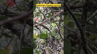 A raríssima Sophronitis Cattleya coccineia na natureza [upl. by Irt]