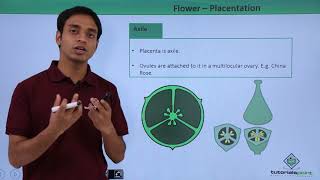 Class 11th – Flower – Placentation  Morphology of Flowering Plants  Tutorials Point [upl. by Atiuqa]