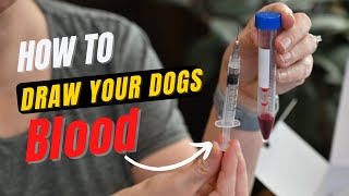 How to draw your dogs blood [upl. by Euk596]