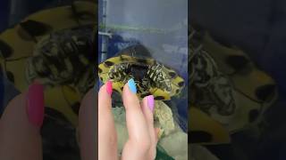 Le TARTARUGHE dimostrano AFFETTO 🤔🐢😍 pets animals tartaruga turtles [upl. by Llezniuq]