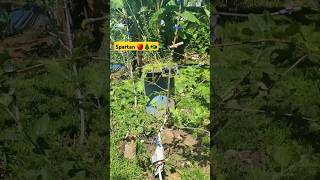 Spartan Apple tree on Seedling Rootstock Standard Rootstock 🍎🇯🇲 spartan applefarming appletree [upl. by Yt]