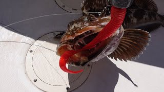 Washington State Lingcod and Cabezon Fishing 2021 Blue Sea Monster [upl. by Kenzie639]