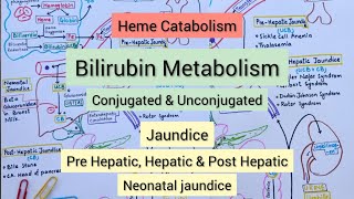 Heme Catabolism  Bilirubin Metabolism  Jaundice [upl. by Eilrebma]