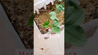 How to grow Morning Glory seeds 🪻morningglory propagation seedplanting seeds wintergarden [upl. by Nemra271]