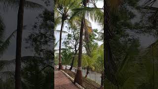 🌴🥥coconuttree likesharesubscribe support viralvideo [upl. by Cardwell]