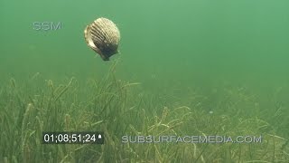 Swimming Bay Scallops Homosassa Florida [upl. by Nytsirk]