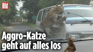 Leopard greift Kleinbus an Raubkatze dreht durch  Indien [upl. by Ahcire718]