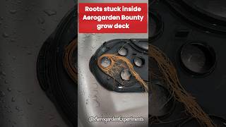 Roots stuck inside grow deck  Aerogarden Bounty  Open and deep clean gardening hydroponics [upl. by Tippets963]